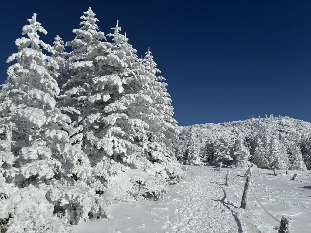 仰望經典「八岳藍」晴空,銀白森林交織出極致冬日絕景。