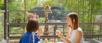 長頸鹿共進早餐